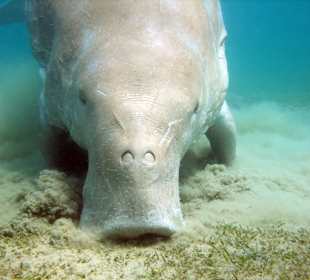 Dugong (Diving)