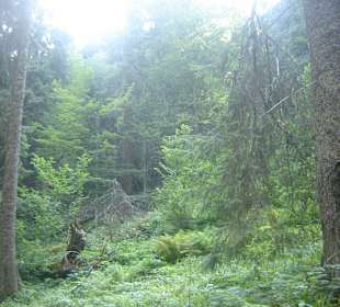 Parcul Natural Apuseni