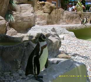 Eine rießen Pinguinanlage