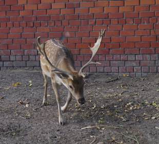 В Белгородском зоопарке