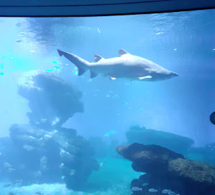 Palma Aquarium