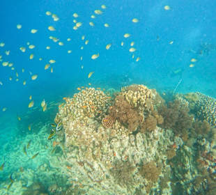 Schnorcheln Kiwengwa Beach