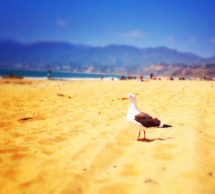 Santa Monica Beach
