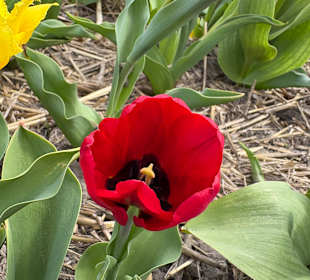 Floratuin Julianadorp