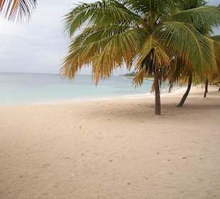 Saona