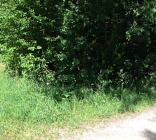 Eduard Lucas Musterobstgarten Mähringen