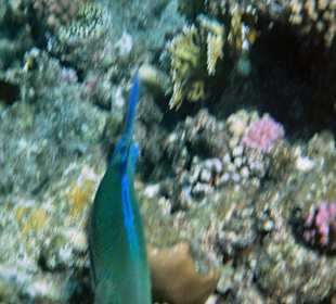 Super schönes Riff/schöne Korallen