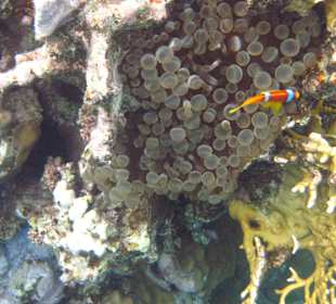 Beim Schnorcheln am Riff