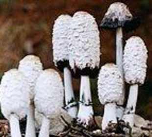 Modell Schopftintling corprinus comatus