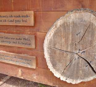 Wie alt ist dieser Baum, lernenswert