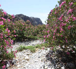 Oleander soweit das Auge reicht