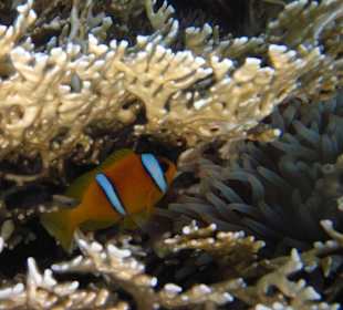 5 year old child made the photo at snorkeling.