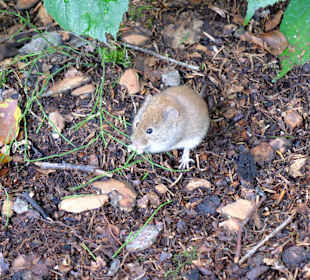 Konnte sich vorm Hochwasser retten