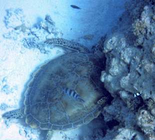 Schnorcheln Marsa Alam