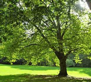 Rundgang durch Knoops Park im Herbst