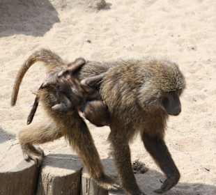 ZOOM Erlebniswelt Gelsenkirchen