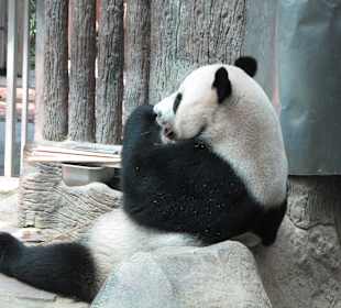 Panda Bär Chiang Mai