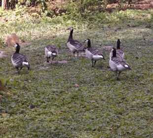Weltvogelpark Walsrode