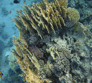 Riff direkt vorm Hotel