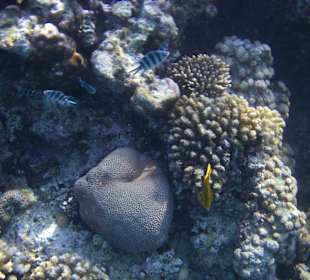 Schnorcheln. Hotel Bel Air Azur Resort