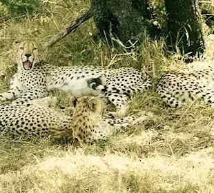 Gepard