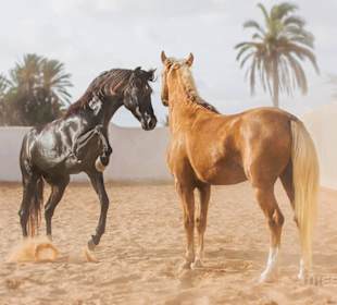 Horses - Ranch Paddock