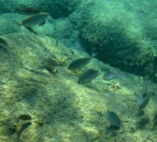 Šnorchlování v oblasti Kalithea