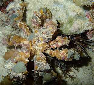 Spinnenkrabbe Hausriff Bituon Beach 