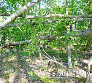 Działalność bobrów nad Klimuntem.