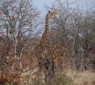 Safari Tour Timbavati