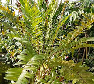 Botanischer Garten
