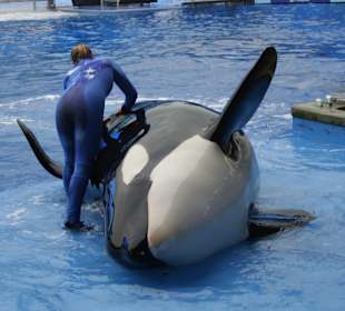 Sea World Orlando