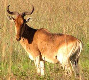 Kongoni safaris