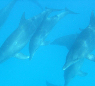 Das erste Mal freie Delphine