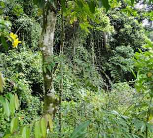Poring Hot Springs - Schmetterlingsgarten