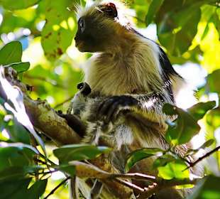 Tourguides Eddy Murphy