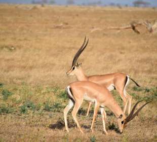 Gazellen