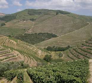 Blick über die Weinterassen im Dourotal