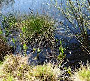 Impressionen aus der Gellener Torfmöörte