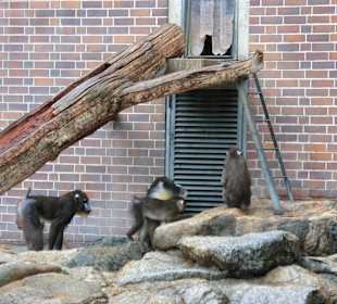 Mandrills im Außengehege