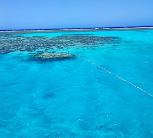 Delfinausflug mit Mo