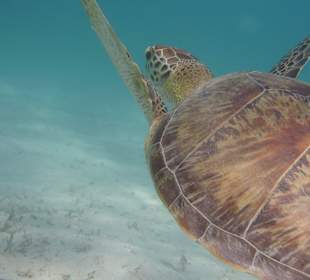 Grüne Meeresschildkröte