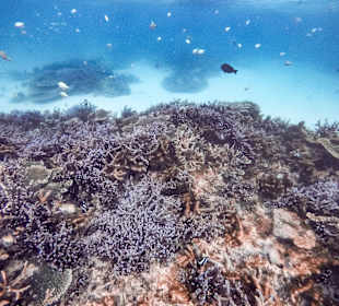 Schnorcheln Belle Mare