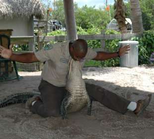 Alligator Wrestling