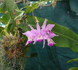 In Pregetter's Orchideengarten