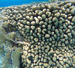 Schnorcheln Marsa Alam