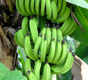 Eine junge Bananenstaude