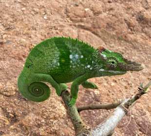 Usambara Chamäleon. 
