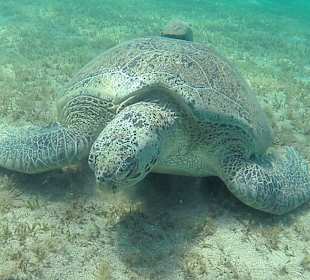 Schnorcheln Abu Dabbab