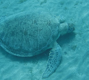 Schnorcheln Abu Dabbab